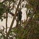 On the edges of the Nyaru Menteng orangutan sanctuary in Central Kalimantan.